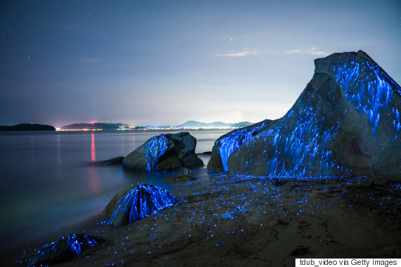Large stones on the beach in Okayama, Japan appear to weep as bio-luminescent shrimp leave light trails in the night.