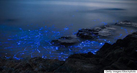 Bioluminescent sea fireflies glittering like diamonds in the ocean. Okayama, Japan. August 2016
