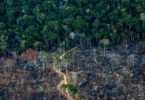 κατεστραμμένο δάσος