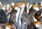 Κίνδυνος εξαφάνισης των βασιλικών πιγκουΐνων της Ανταρκτικής