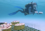 Ρομπότ εκπαιδεύονται στην προστασία των κοραλλιογενών υφάλων