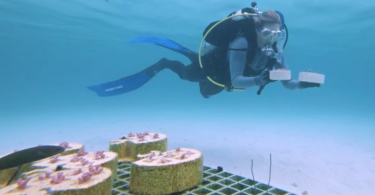 Ρομπότ εκπαιδεύονται στην προστασία των κοραλλιογενών υφάλων